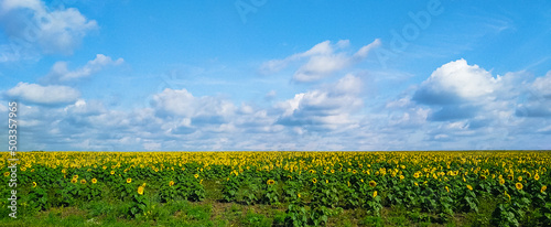 Large field of yellow sunflowers against the background of clouds and blue sky