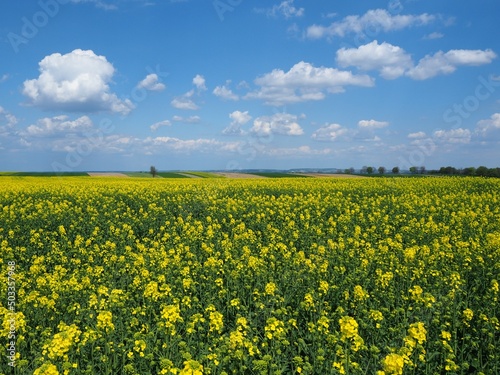 Kwitnące pole rzepaku, błękitne niebo i białe chmury, wiejski krajobraz / Blooming rape field, blue sky and white clouds, rural landscape © Grzegorz Zaręba