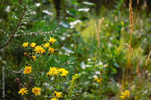 Yellow flowers in green grass in summer forest close up