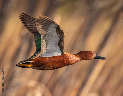 Cinnamon teal (Spatula cyanoptera) drake in flight wings up Colorado, USA photo