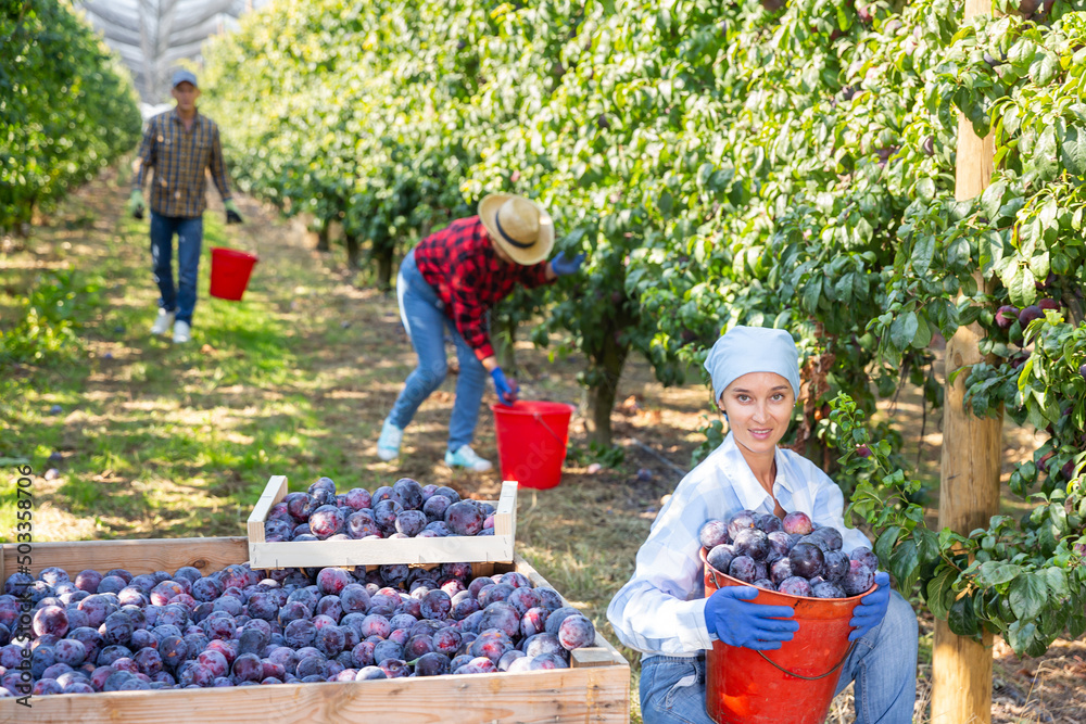 Obraz premium Positive female farm worker gathering harvest of ripe fresh plums on sunny summer day