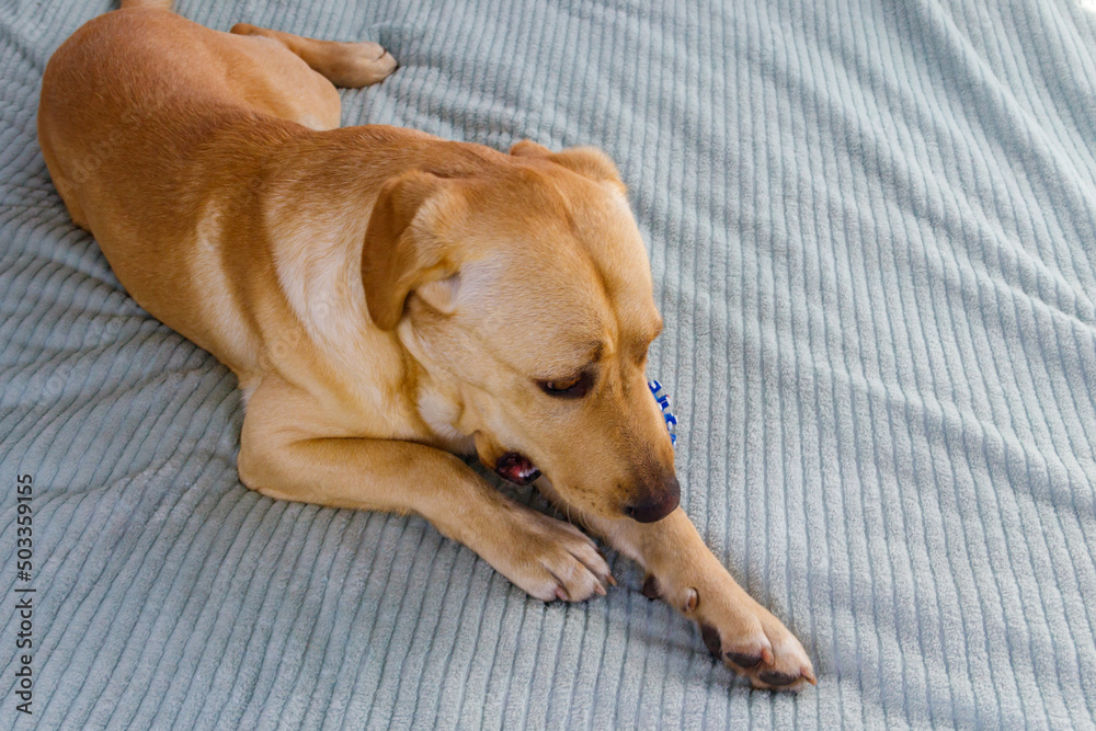 Labrador retriever dog playing with ball toy Labrador retriever dog playing with ball toy