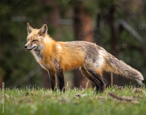 Red fox (Vulpes vulpes) adult standing in forest Colorado, USA © Michael