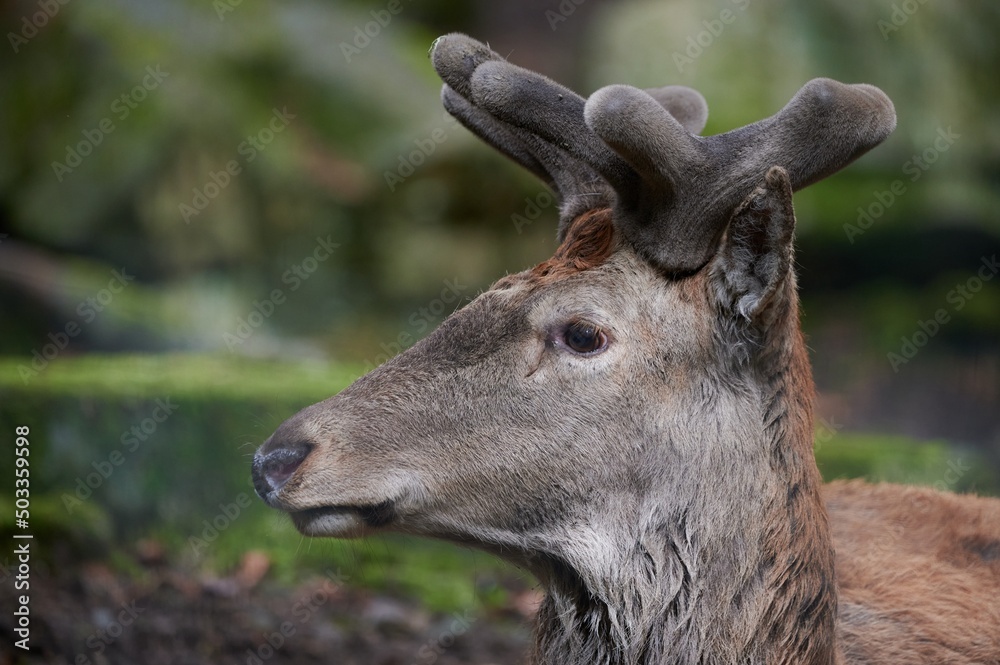 Wild deer in forest