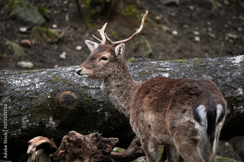 Fallow deer near trunk in forest Fallow deer near trunk in forest