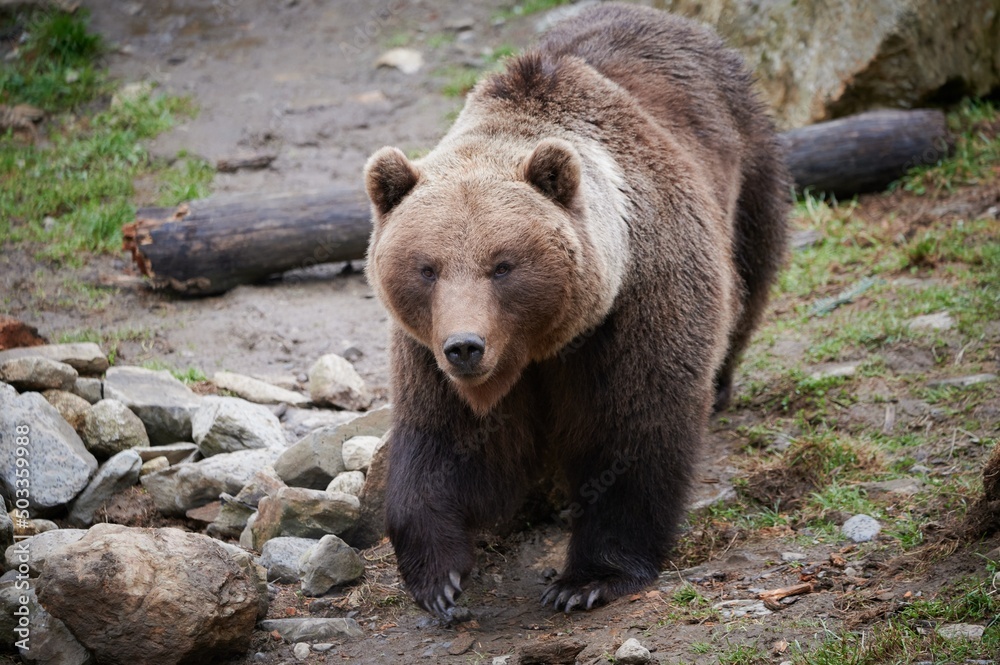 Brown bear walking in countryside Brown bear walking in countryside