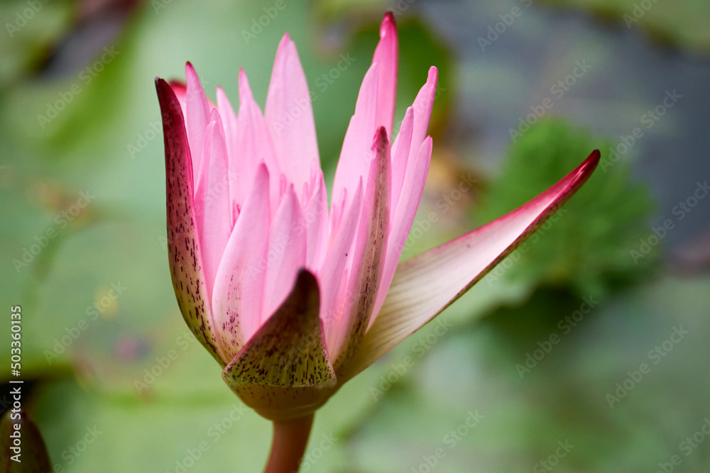 Fototapeta premium flor jardin botanico