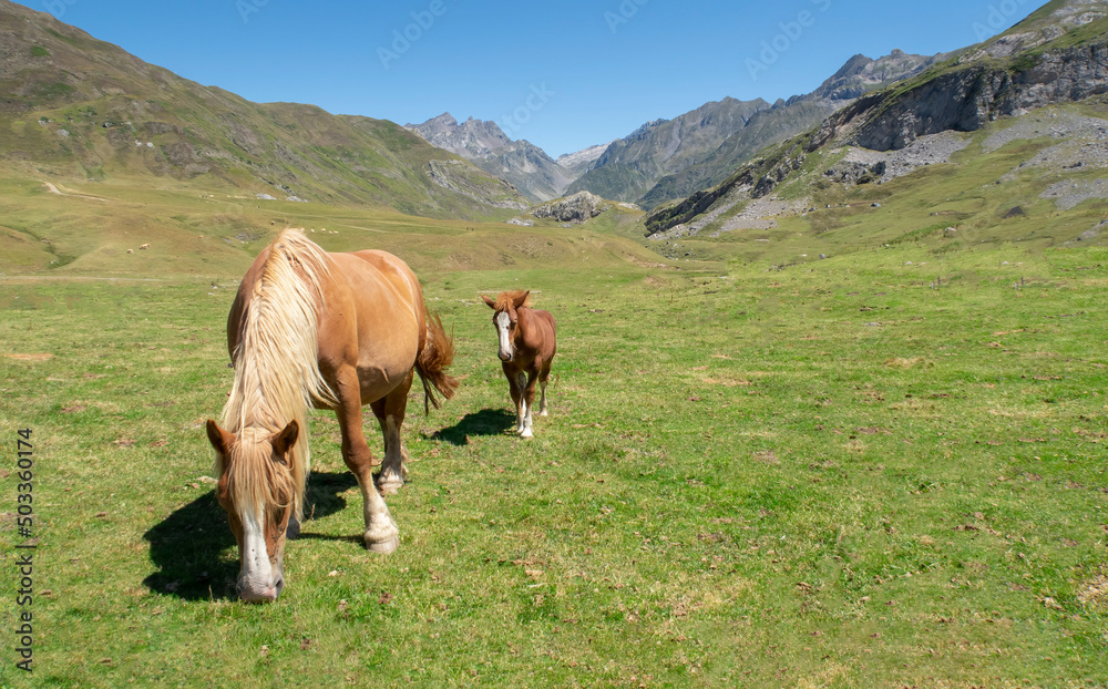 a wild mare and her foal graze in a green meadow surrounded by mountains on a blue sky summer day, mountain pass of Portalet, Laruns, French Pyrenees