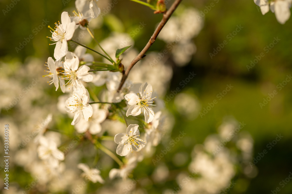 Blooming cherry tree in spring. High quality photo Blooming cherry tree in spring. High quality photo