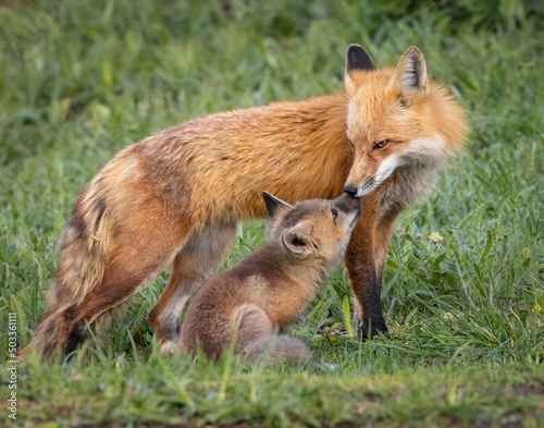 Red fox (Vulpes vulpes) adult with kit Colorado, USA photo