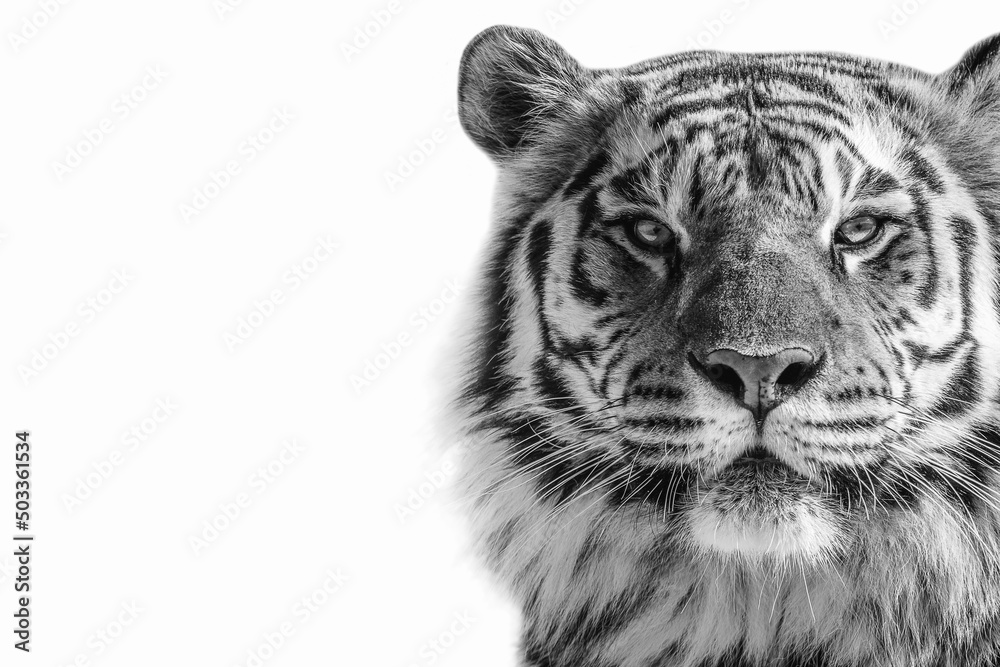 Fototapeta premium black and white portrait of a tiger on a white background
