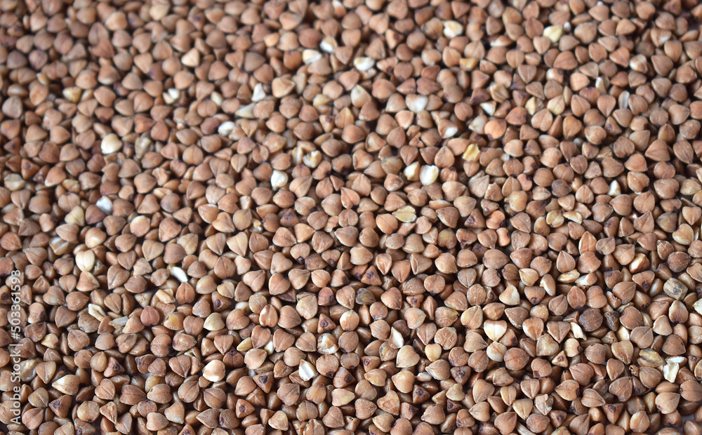 buckwheat. fresh buckwheat. background of dry buckwheat buckwheat. fresh buckwheat. background of dry buckwheat