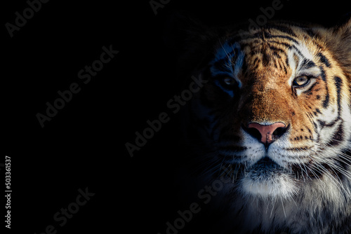 Print op canvas color portrait of a tiger on a black background