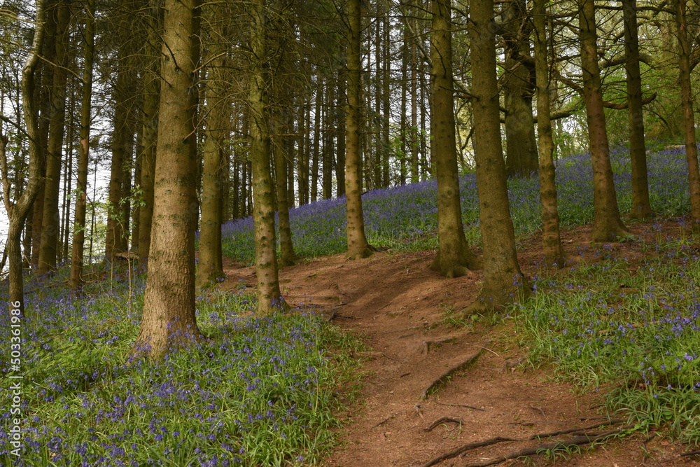 a path leading down a forest filled with bluebells a path leading down a forest filled with bluebells
