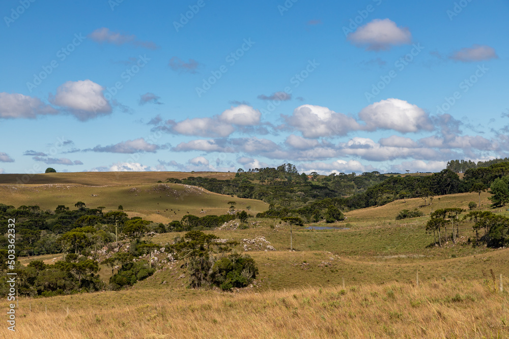 Araucaria trees and farm field Araucaria trees and farm field