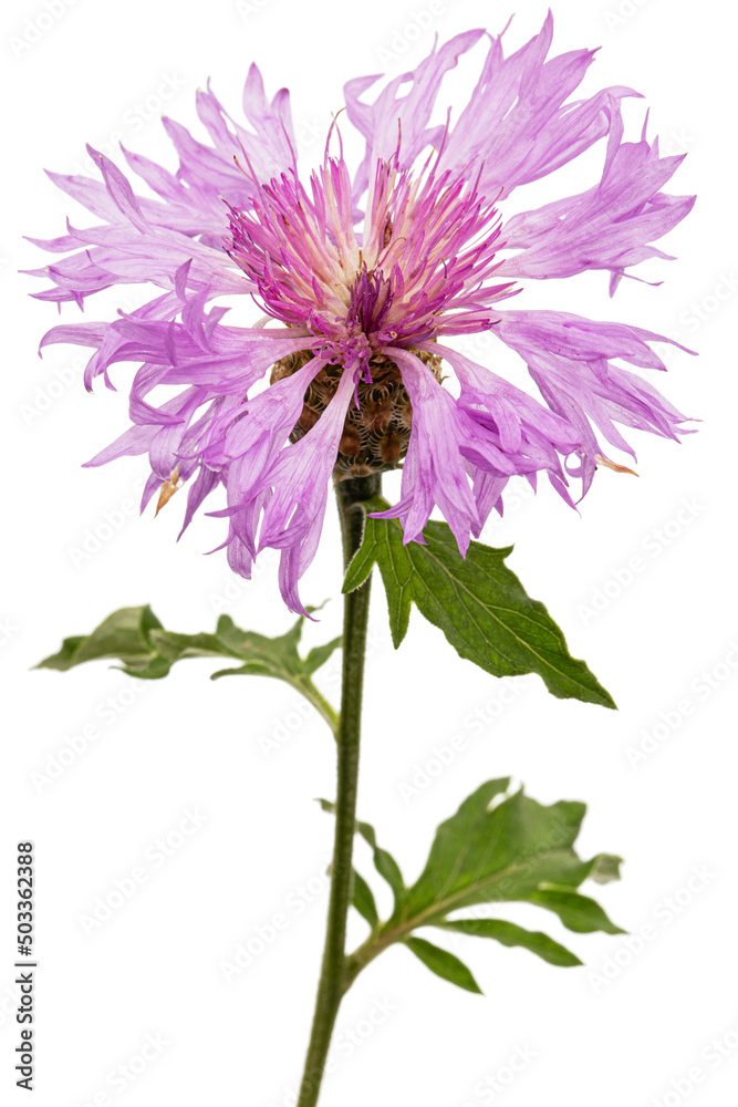 Purple flower of cornflower, lat. Centaurea, isolated on white background Purple flower of cornflower, lat. Centaurea, isolated on white background