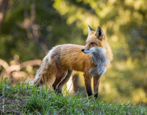 Red fox (Vulpes vulpes) adult standing in forest Colorado, USA	
