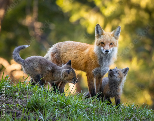 Red fox (Vulpes vulpes) adult with two kits Colorado, USA photo