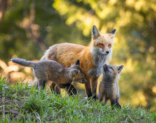Red fox (Vulpes vulpes) adult with two kits Colorado, USA photo