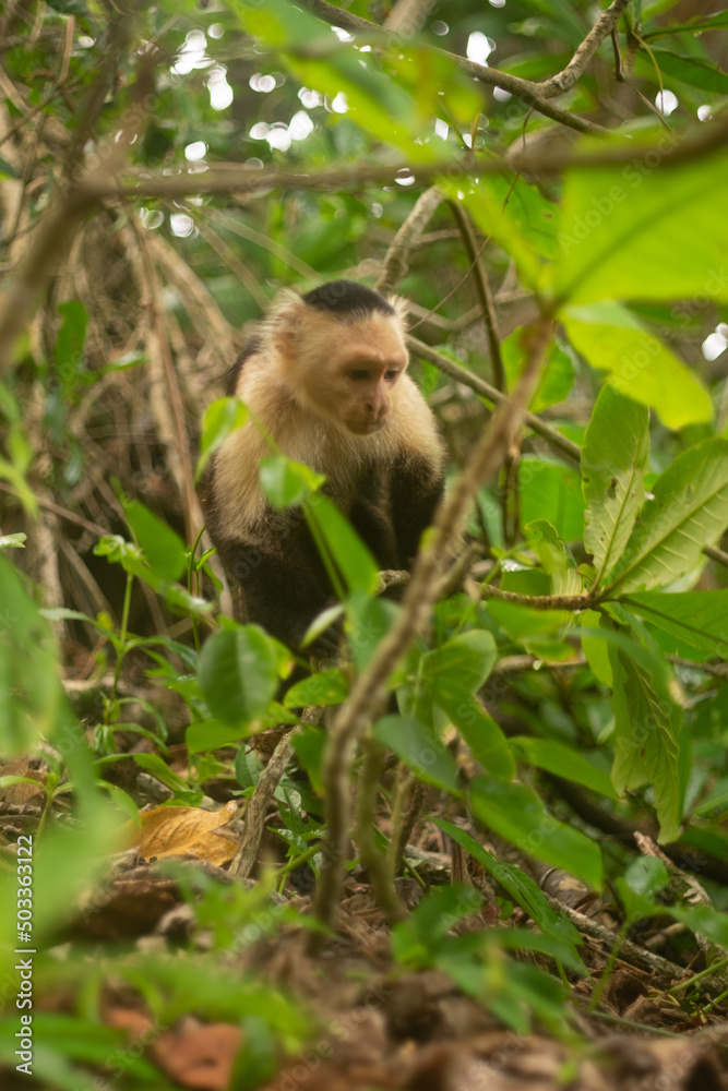 Whitefaced Capuchin Monkey Whitefaced Capuchin Monkey