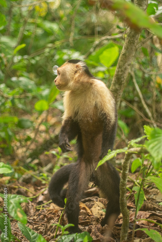 Whitefaced Capuchin Monkey © MarioRojasPhoto