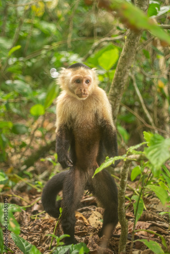 Whitefaced Capuchin Monkey