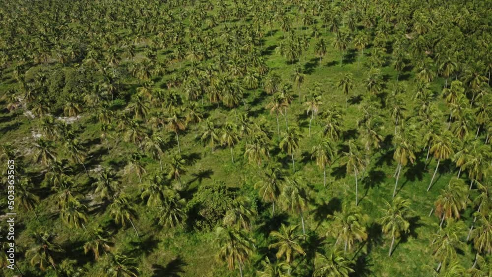 coconut tree field sunny green grass blue sky aerial drone shot coconut tree field sunny green grass blue sky aerial drone shot