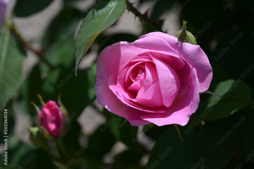 ガートルード・ジェキル　バラの花