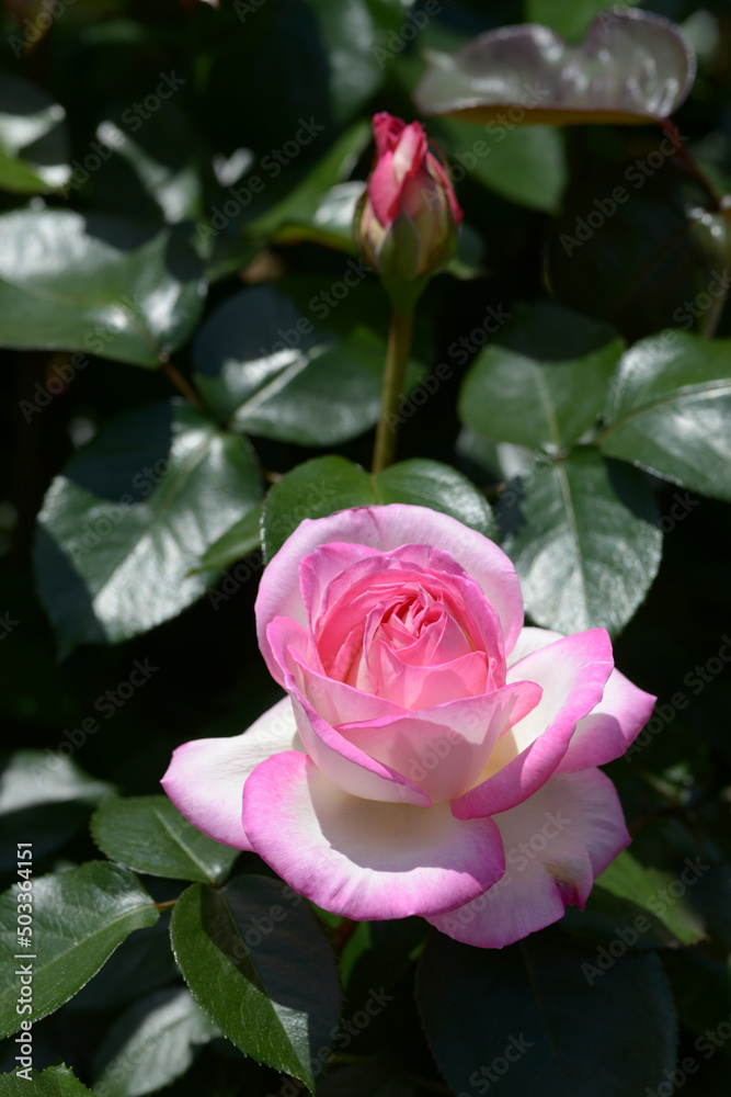 プリンセス・ドゥ・モナコ バラの花 プリンセス・ドゥ・モナコ バラの花