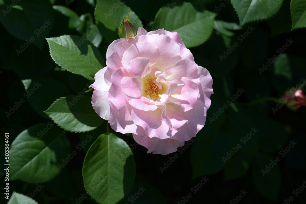 マチルダ バラの花 マチルダ バラの花