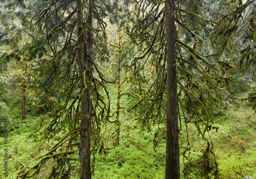 Green, moss-covered trees, ferns, and many other plant species thrive in Guy W. Talbot State Park, Oregon. This huge, scenic park provides refuge for native wildlife and plant species. Green, moss-covered trees, ferns, and many other plant species thrive in Guy W. Talbot State Park, Oregon. This huge, scenic park provides refuge for native wildlife and plant species.
