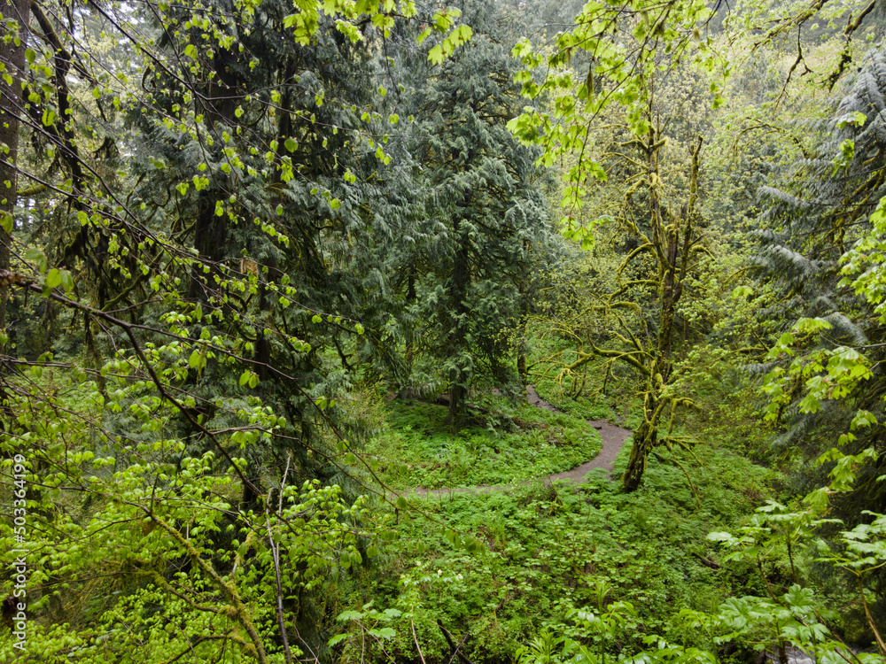 Green, moss-covered trees, ferns, and many other plant species thrive in Guy W. Talbot State Park, Oregon. This huge, scenic park provides refuge for native wildlife and plant species. Green, moss-covered trees, ferns, and many other plant species thrive in Guy W. Talbot State Park, Oregon. This huge, scenic park provides refuge for native wildlife and plant species.