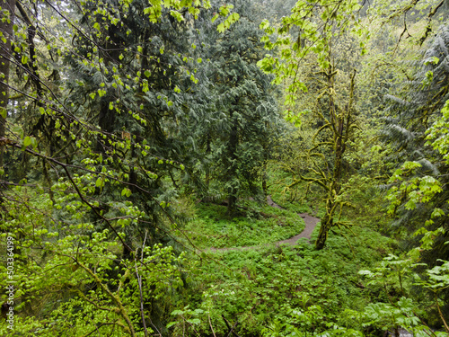 Green, moss-covered trees, ferns, and many other plant species thrive in Guy W. Talbot State Park, Oregon. This huge, scenic park provides refuge for native wildlife and plant species.
