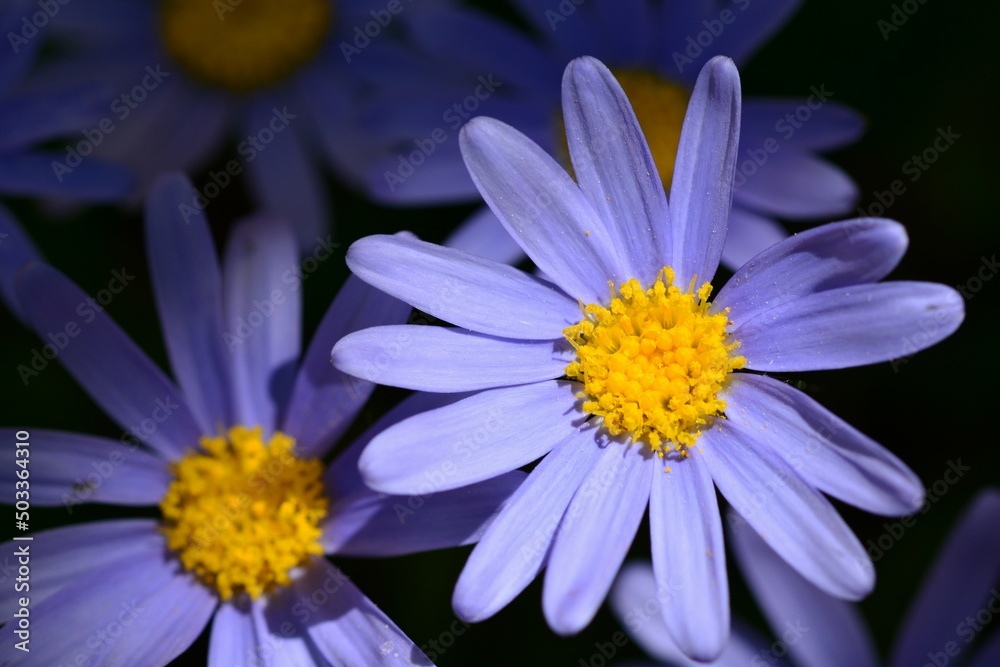 Margaritas azules, Felicia amelloides, en primavera Margaritas azules, Felicia amelloides, en primavera