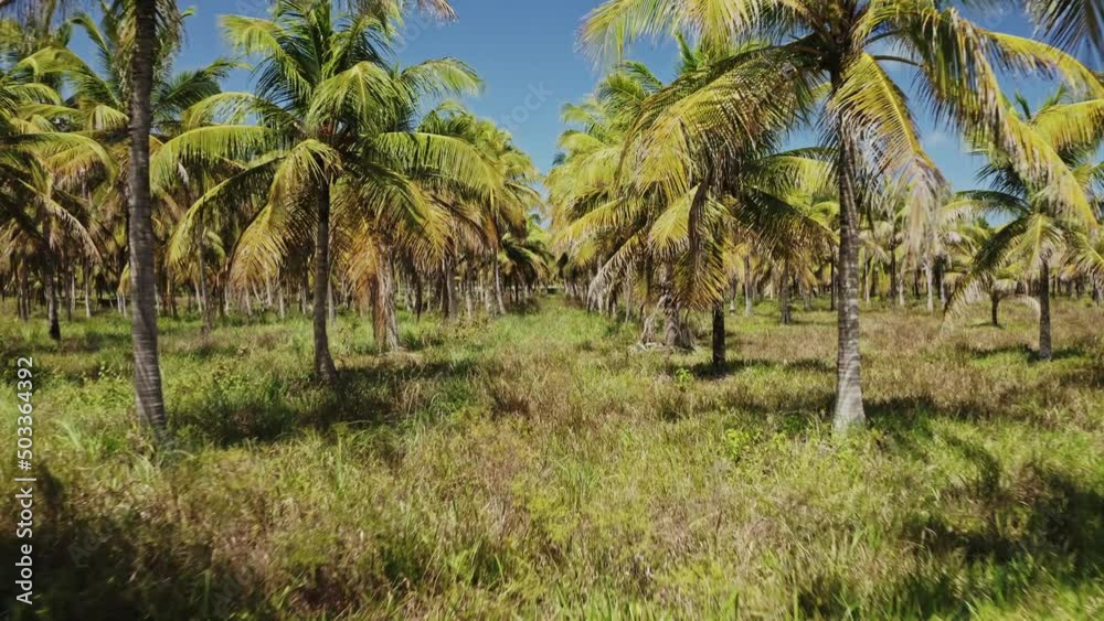 coconut tree field sunny green grass blue sky aerial drone shot coconut tree field sunny green grass blue sky aerial drone shot