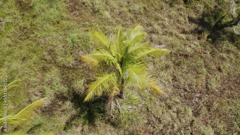 coconut field sunny grass aerial drone shot coconut field sunny grass aerial drone shot
