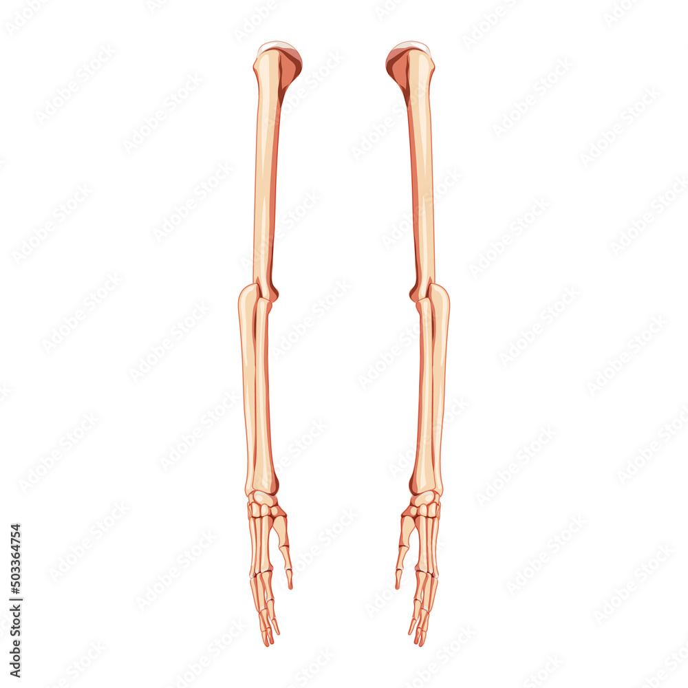 Arms Skeleton Human side view. Set of 3D hands, forearms, humerus, ulna, radius, phalanges Anatomically correct realistic flat natural color concept Vector illustration isolated on white background Arms Skeleton Human side view. Set of 3D hands, forearms, humerus, ulna, radius, phalanges Anatomically correct realistic flat natural color concept Vector illustration isolated on white background