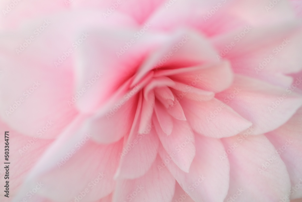 Blurred pastel pink background Valentine petals Abstract Pink Background. Close up view on a pink petals of the viola flower as background.