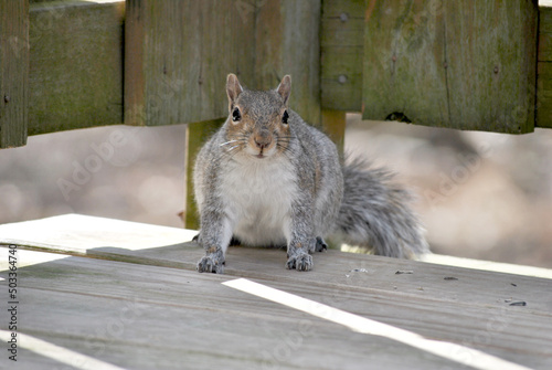 Squirrel Caught on the backyard Deck Looking Food at the End of Winter photo