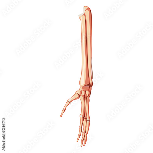 Forearms Skeleton Human front Anterior ventral view. Set of ulna, radius, hand, carpals, wrist, metacarpals, phalanges 3D realistic flat natural color concept Vector illustration of anatomy isolated