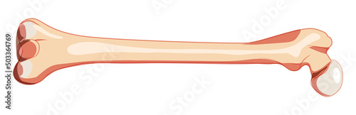 Femur thigh bone Skeleton Human back Posterior dorsal view. Anatomically correct realistic flat natural color concept Vector illustration of anatomy isolated on white background
