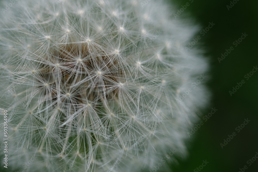 Fototapeta premium Close up macro image of dandelion seed heads with delicate lace-like patterns. Detail shot of closed bud of a dandelion in green grass.