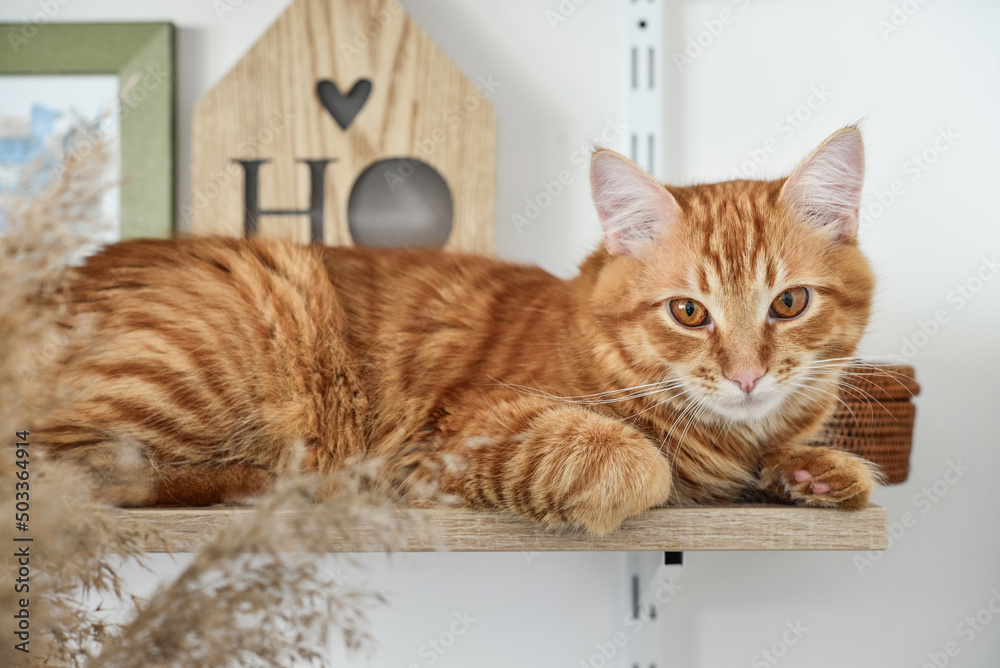 ginger cat lying on the bookshelf
