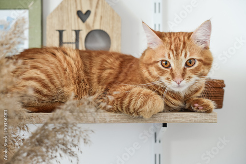 Fototapeta Naklejka Na Ścianę i Meble -  ginger cat lying on the bookshelf