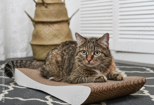 Cute tabby cat lying on the  cardboard scratching post photo