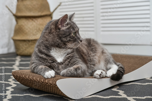 Cute tabby cat lying on the  cardboard scratching post © tashka2000