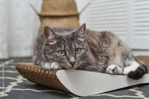 Cute tabby cat lying on the cardboard scratching post