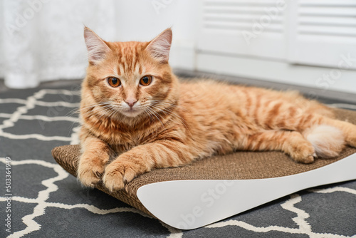 Cute ginger cat lying on the scratching post