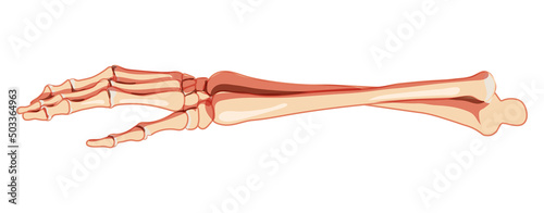 Canvas Forearms Skeleton Human front view