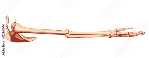 Upper limb Arm with Shoulder girdle Skeleton Human side lateral view. Set of Anatomically correct realistic flat natural color concept Vector illustration of anatomy isolated on white background